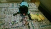 IMAG0242.jpg