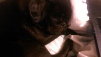 Juju sleeping2.jpg
