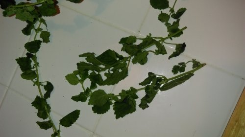 IMAG0718.jpg