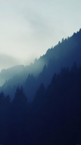 Woods.jpg