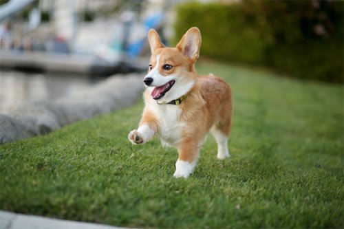 prance-8.jpg
