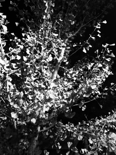 8C219BE6-0A44-417A-A4A1-0325475477C1.jpeg