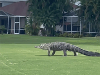 upload_2024-8-15_19-38-48.gif