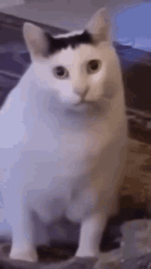 IMG_8770.gif