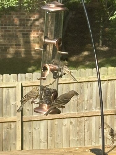 IMG_9927.jpeg