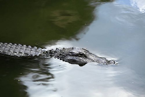 istockphoto-183361154-612x612.jpg