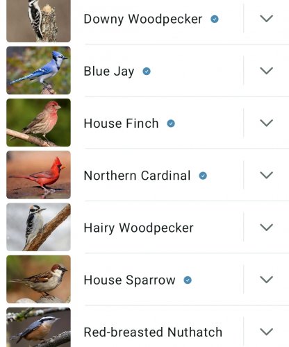 Screenshot_20251027_151459_Merlin Bird ID.jpg