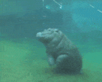 200w-3.gif