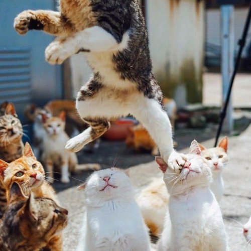 upload_2018-11-14_9-50-39.jpeg