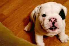 image.gif