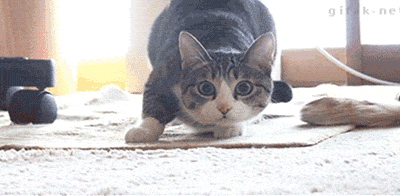 IMG_3144.GIF