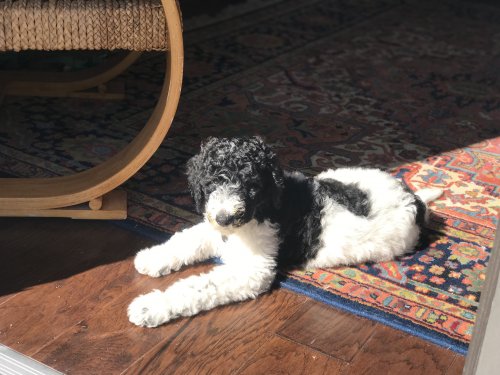 upload_2019-11-11_13-40-4.jpeg