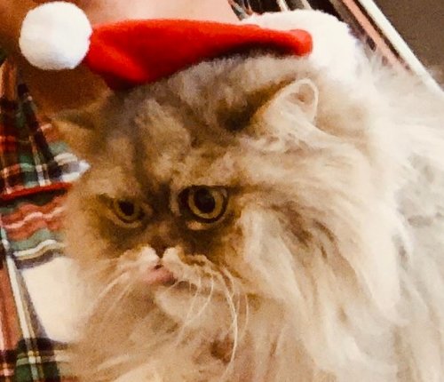 Grant's Cat.JPG