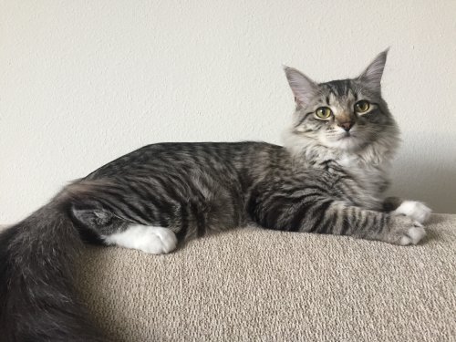 Pipsqueak.JPG