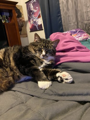 cleo2.jpeg