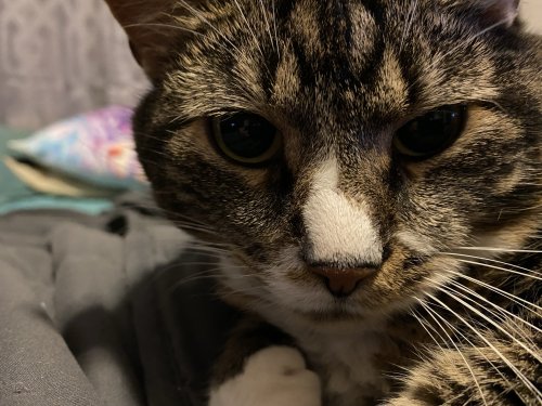 cleo3.jpeg