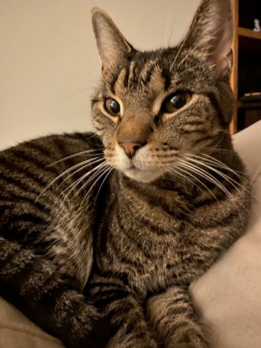 ziggy1.jpeg