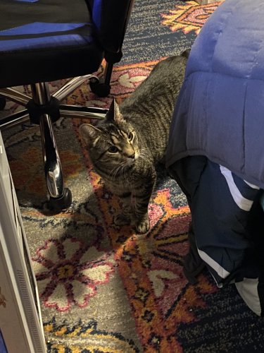 ziggy3.jpeg