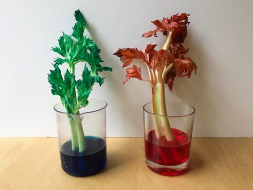 Celery-Day-2-8pm-650x488.jpg