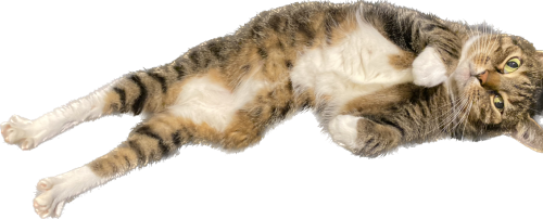 upload_2022-6-9_19-17-16.png