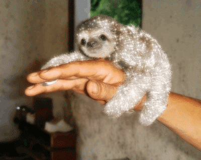 74285.gif