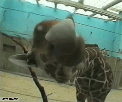 AD4DD042-BE82-401B-A5C1-633B77F6A7A0.gif