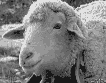 sheep-staring.gif