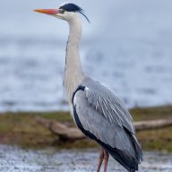 Heron5